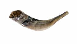 CUERNO OVEJA 32CM SHOFAR DE ISRAEL JUDAíSMO MISHAAN